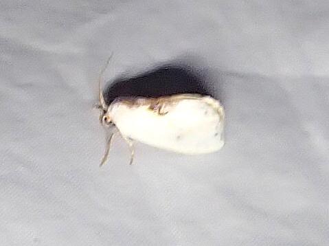 Cilix sp.
